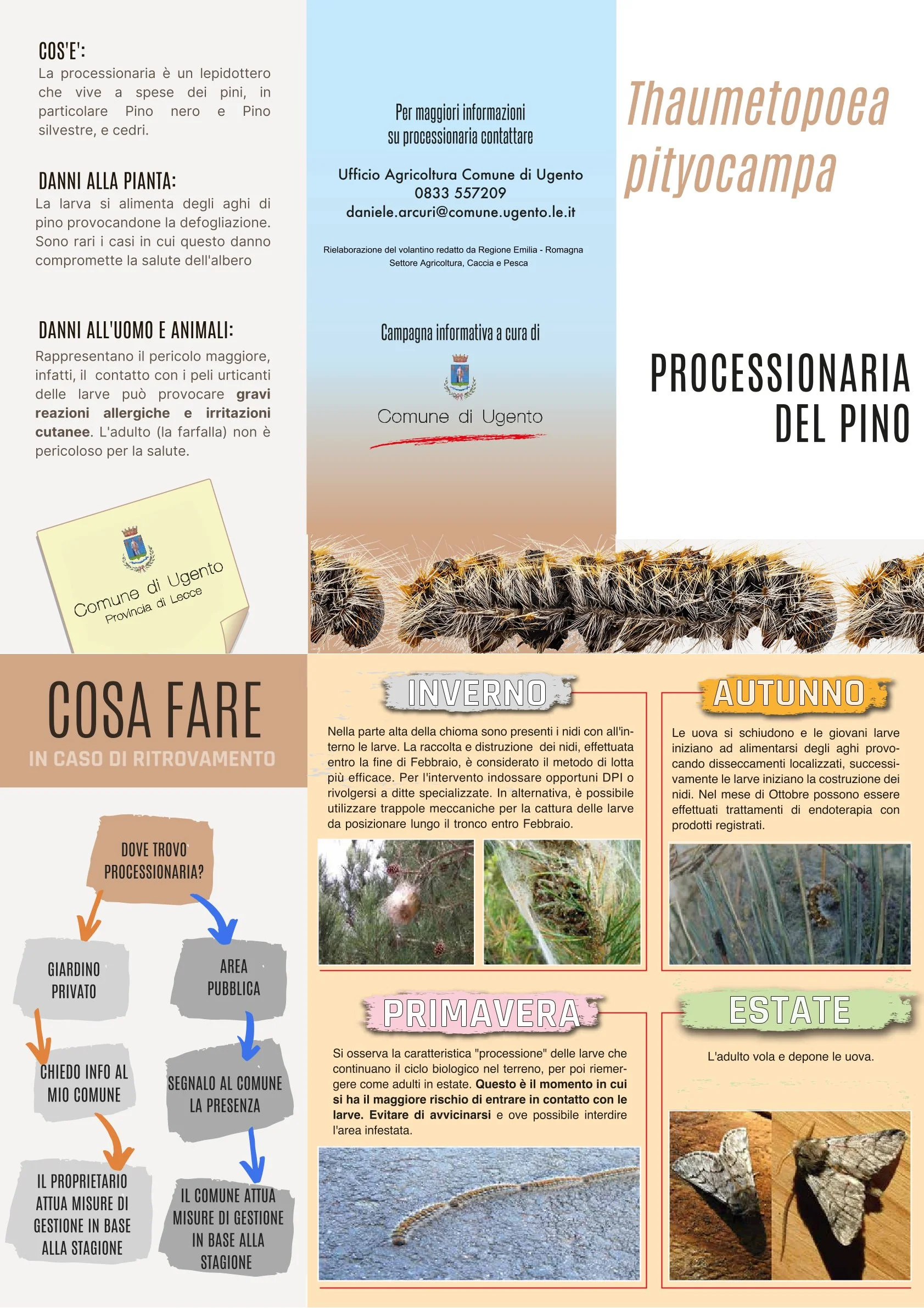 Brochure informativa Processionaria del Pino