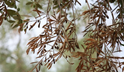 Decreto di declaratoria danni causati da organismi nocivi (Xylella fastidiosa...