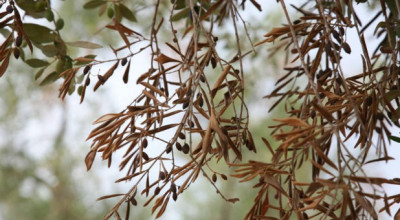 Decreto di declaratoria danni causati da organismi nocivi (Xylella fastidiosa...