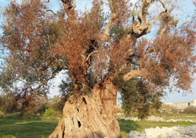 DECLARATORIA DEL CARATTERE DI ECCEZIONALITÀ DELLE INFEZIONI DI XYLELLA...