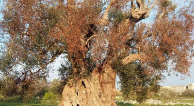 DECLARATORIA DEL CARATTERE DI ECCEZIONALITÀ DELLE INFEZIONI DI XYLELLA...