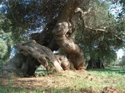 XYLELLA FASTIDIOSA MISURE FITOSANITARIE OBBLIGATORIE URGENTI