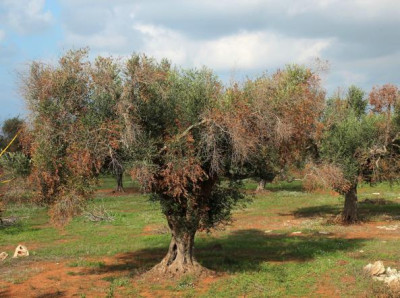 Sportello Agricolo Comunale