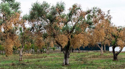 Decreto di declaratoria eccezionalità danni causati da organismi nociv...