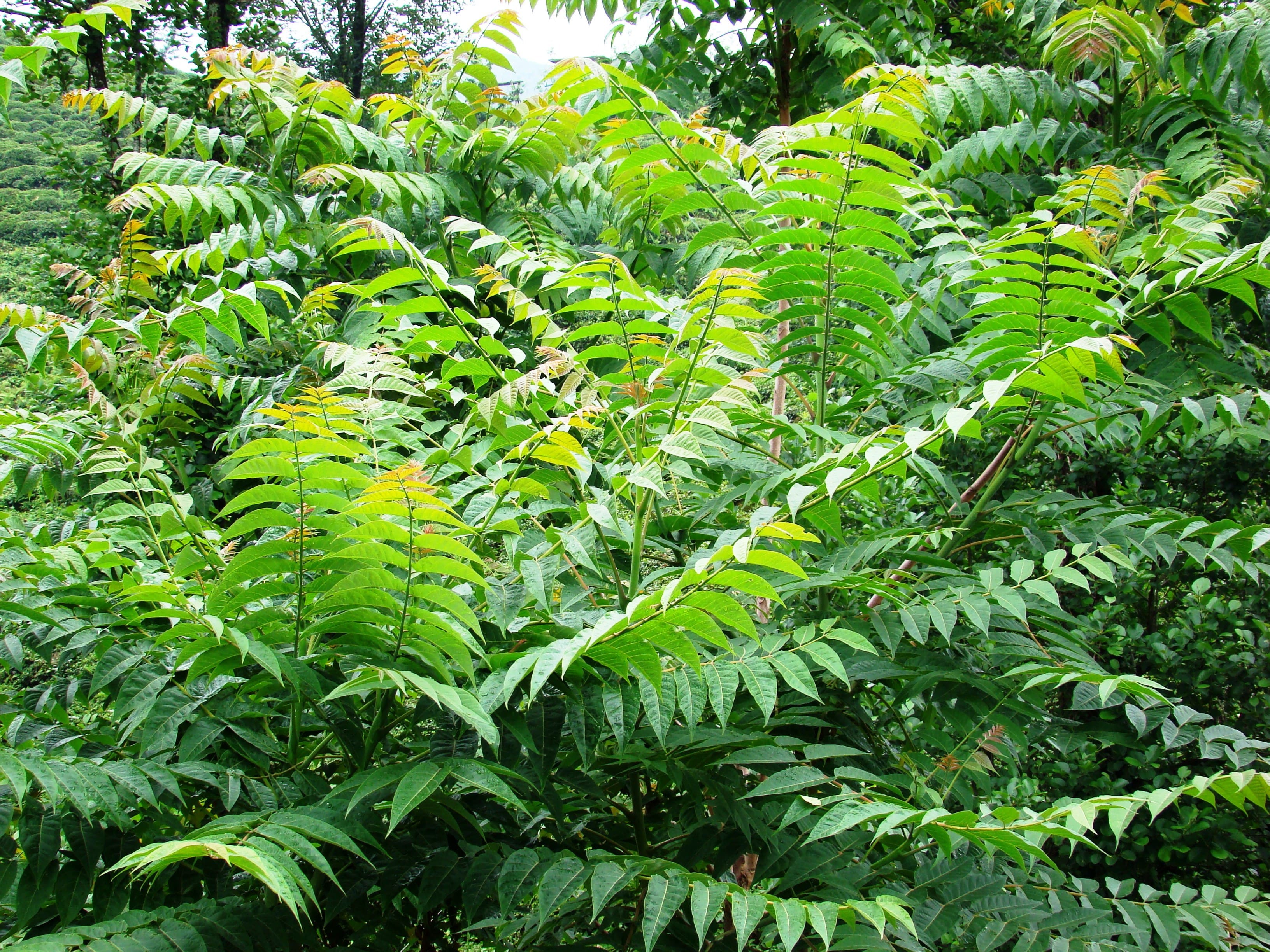 Contrasto alla diffusione di Ailanto (Ailanthus altissima) nel territorio comunale